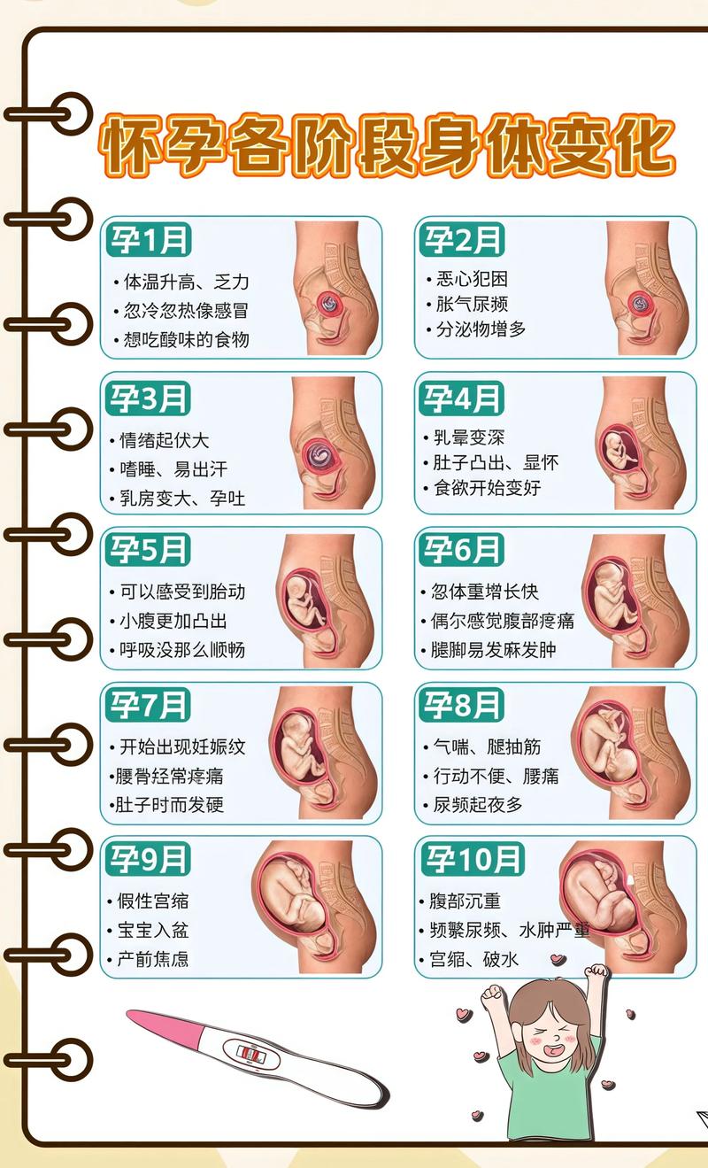 揭秘供卵代孕妈妈怀孕小腹分两节，孕期变化的奥秘阳泉代生机构: